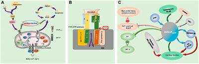 Functional Regulation of KATP Channels and Mutant Insight Into Clinical Therapeutic Strategies in Cardiovascular Diseases